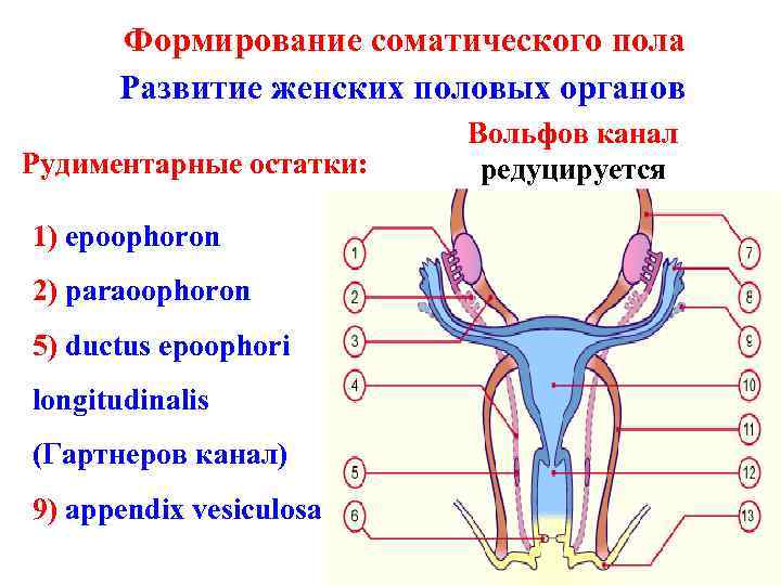Функции органов женской половой системы