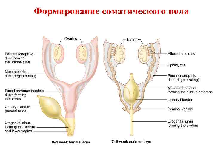 Формирование соматического пола 