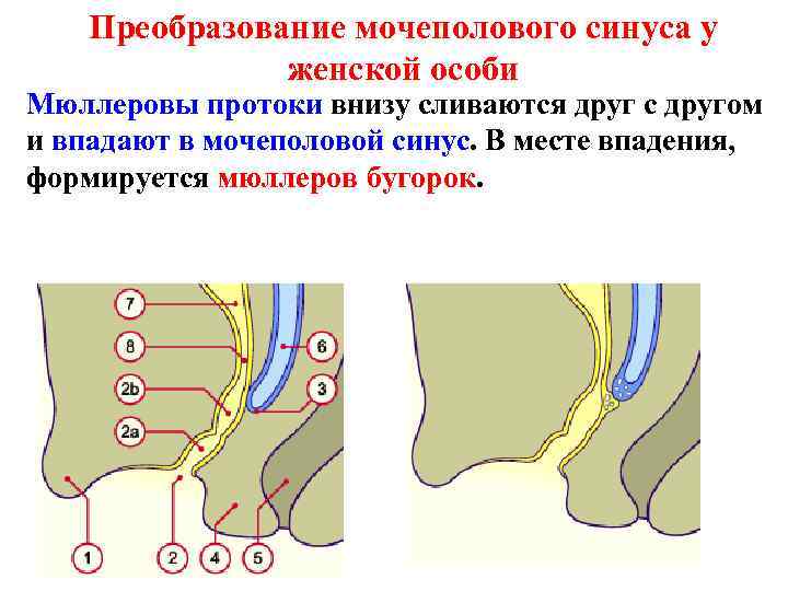 Преобразование мочеполового синуса у женской особи Мюллеровы протоки внизу сливаются друг с другом и