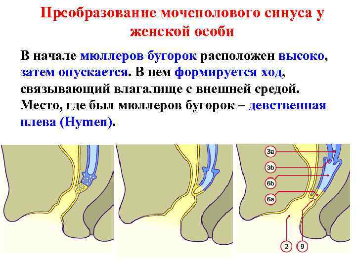 Преобразование мочеполового синуса у женской особи В начале мюллеров бугорок расположен высоко, затем опускается.