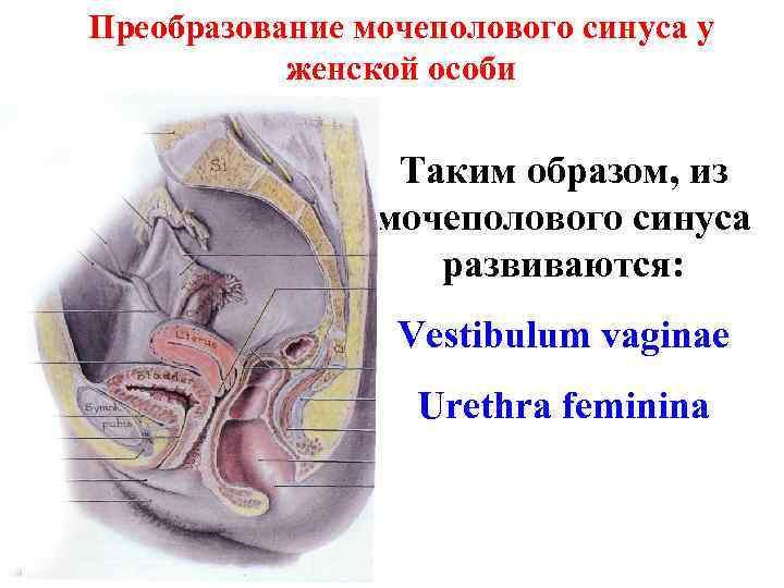 Преобразование мочеполового синуса у женской особи Таким образом, из мочеполового синуса развиваются: Vestibulum vaginae