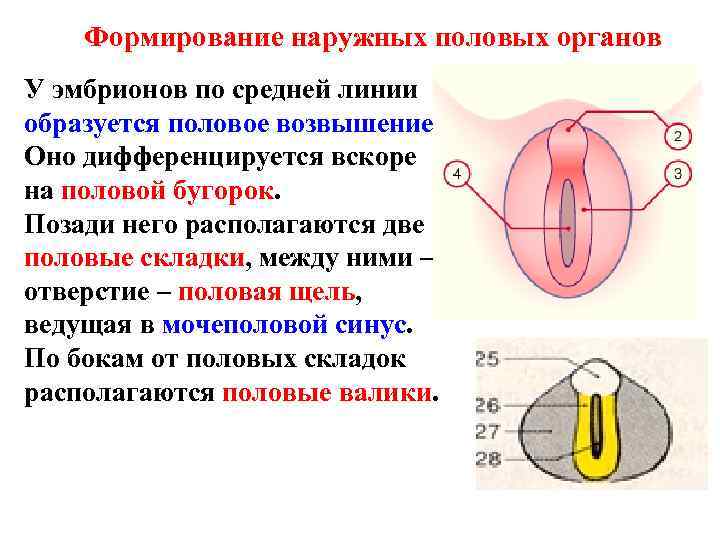 Формирование наружных половых органов У эмбрионов по средней линии образуется половое возвышение. Оно дифференцируется