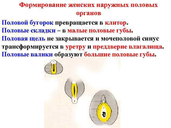 Формирование женских наружных половых органов Половой бугорок превращается в клитор. Половые складки – в