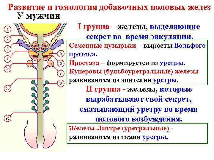 Железы выделяют секрет