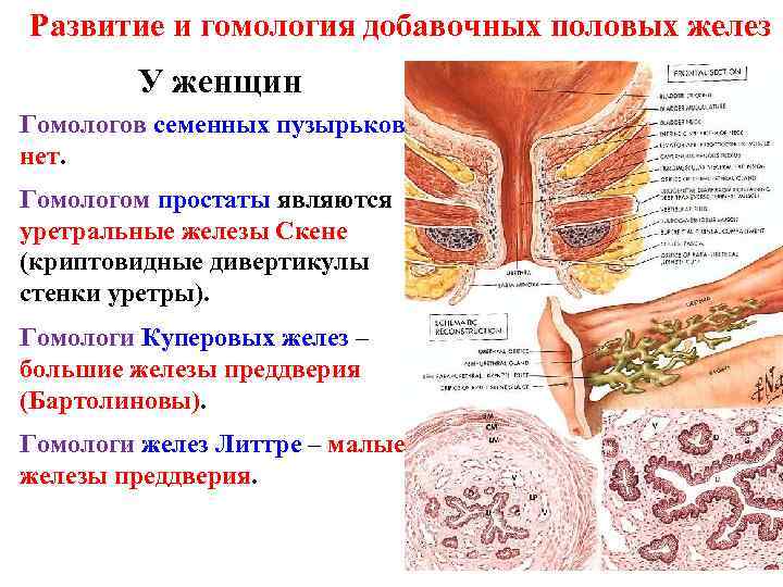 Развитие и гомология добавочных половых желез У женщин Гомологов семенных пузырьков нет. Гомологом простаты