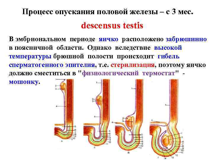 Процесс опускания половой железы – с 3 мес. descensus testis В эмбриональном периоде яичко