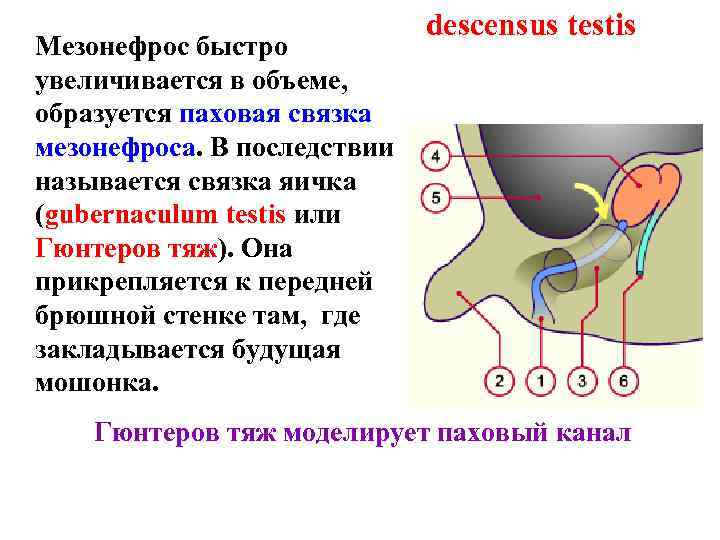 Мезонефрос быстро увеличивается в объеме, образуется паховая связка мезонефроса. В последствии называется связка яичка