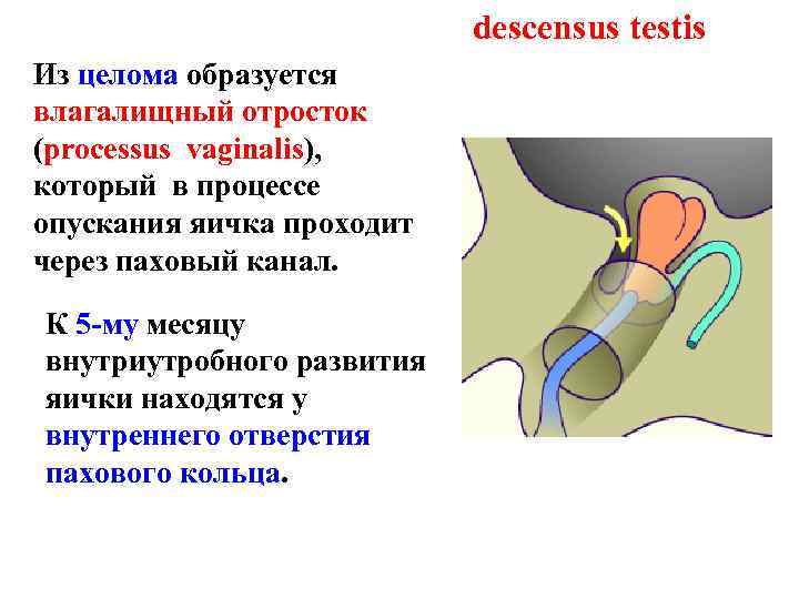 descensus testis Из целома образуется влагалищный отросток (processus vaginalis), который в процессе опускания яичка