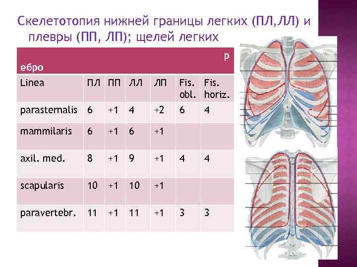 Размер левого легкого