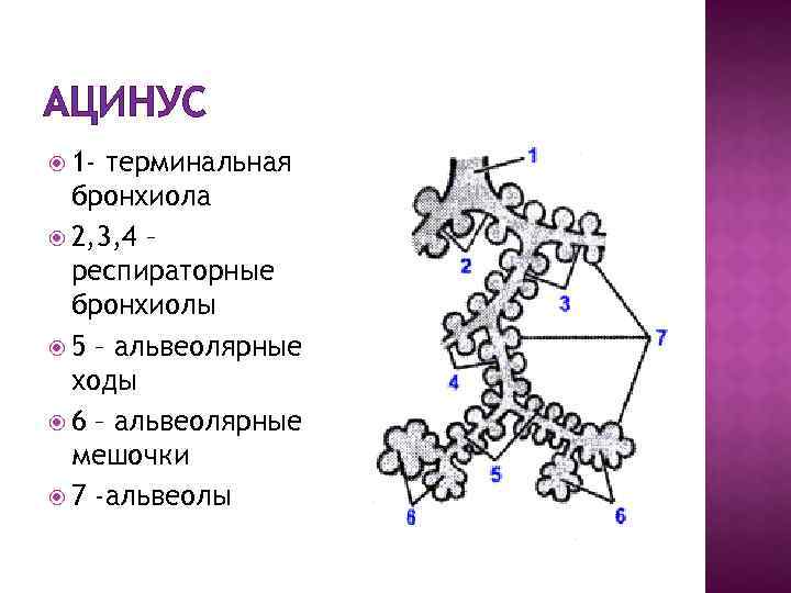 Строение альвеол рисунок