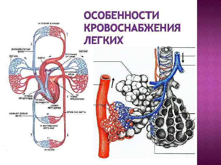 Схема кровоснабжения легких