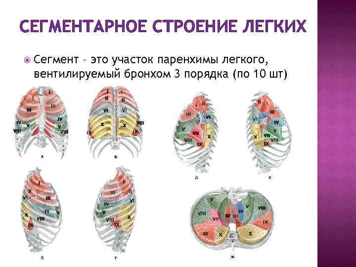 Сегменты легких кт схема