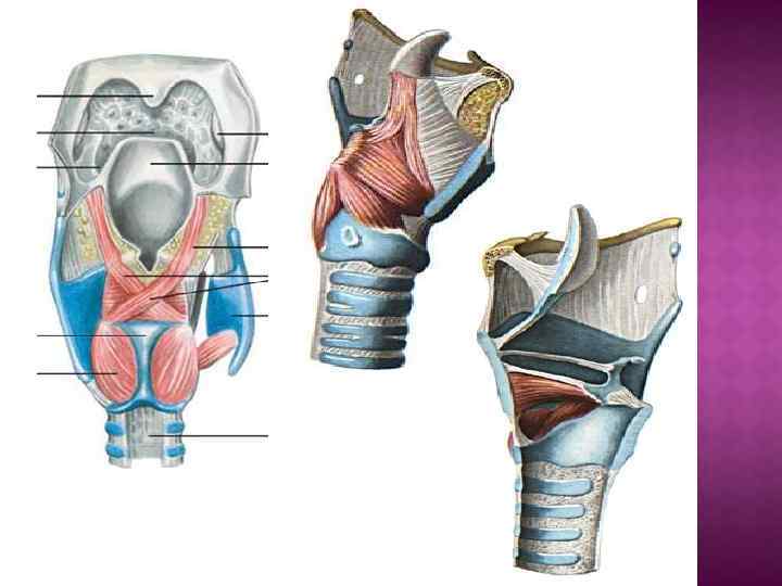 Преддверие гортани ограничено. Желудочек гортани анатомия. Морганиевы желудочки гортани. Смещение хрящей гортани. Роль желудочков гортани.