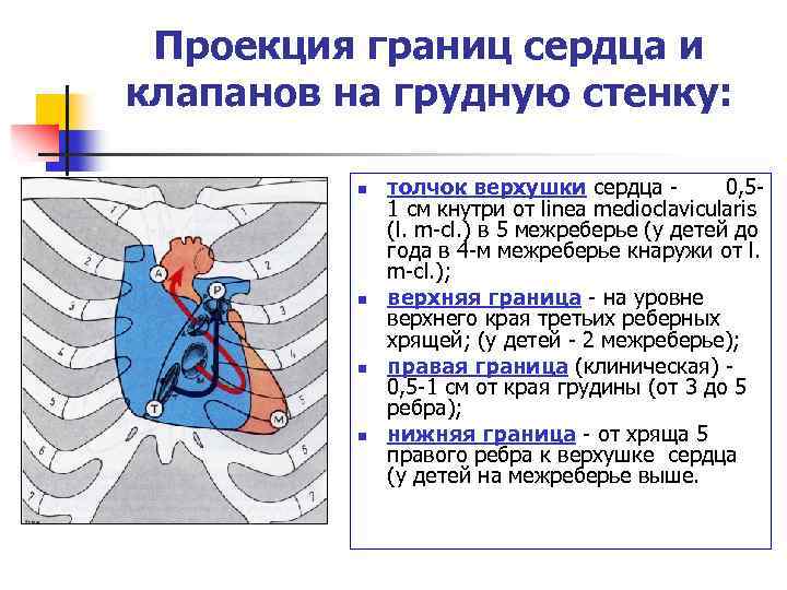 Укажите проекцию аортального клапана на переднюю грудную стенку