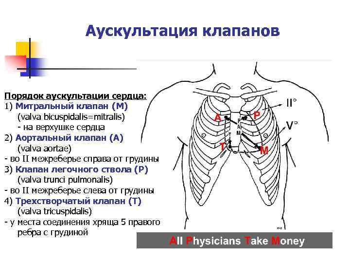 Где расположен митральный клапан