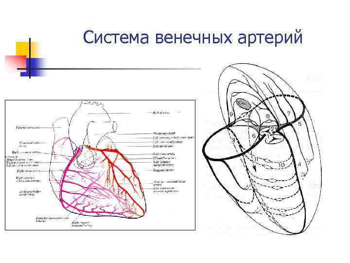 Венечный круг кровообращения схема