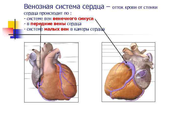 Вени сердца. Венозная система сердца анатомия. Вены системы венечного синуса.