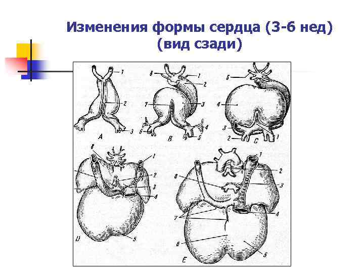 Развитие сердца