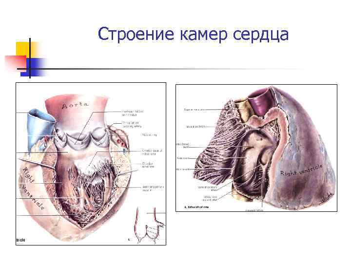 Какие камеры сердца