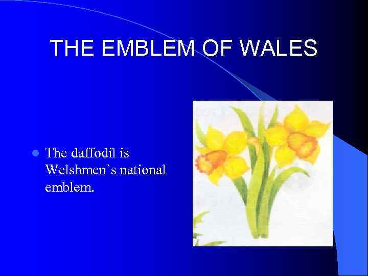 THE EMBLEM OF WALES l The daffodil is Welshmen`s national emblem. 