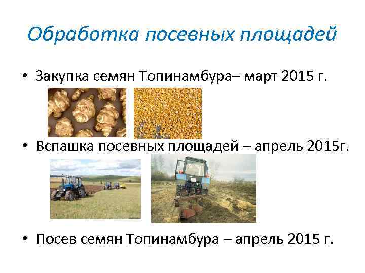 Обработка посевных площадей • Закупка семян Топинамбура– март 2015 г. • Вспашка посевных площадей