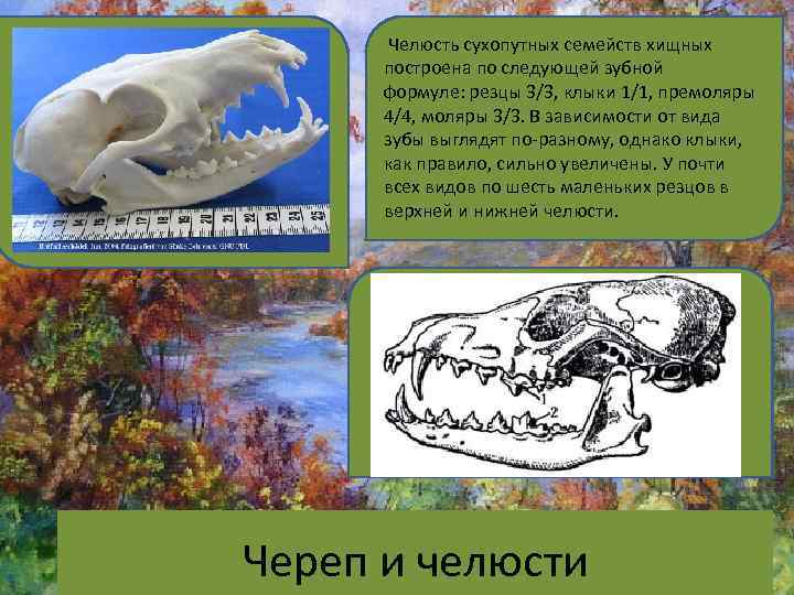  Челюсть сухопутных семейств хищных построена по следующей зубной формуле: резцы 3/3, клыки 1/1,