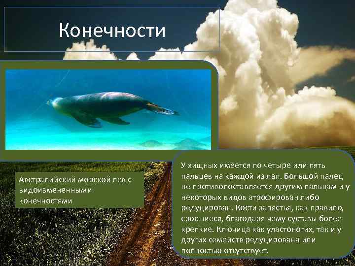 Конечности Австралийский морской лев с видоизмененными конечностями У хищных имеется по четыре или пять