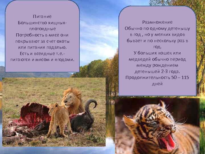 Питание Большинство хищныхплотоядные Потребность в мясе они покрывают за счет охоты или питания падалью.