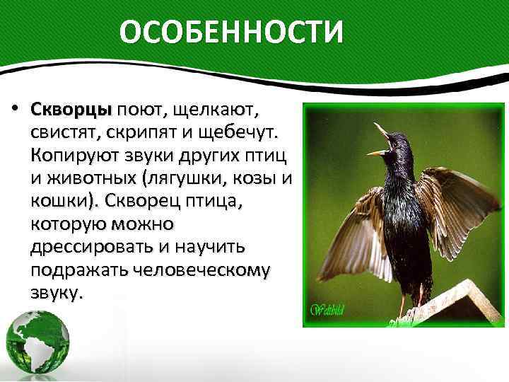 ОСОБЕННОСТИ • Скворцы поют, щелкают, свистят, скрипят и щебечут. Копируют звуки других птиц и