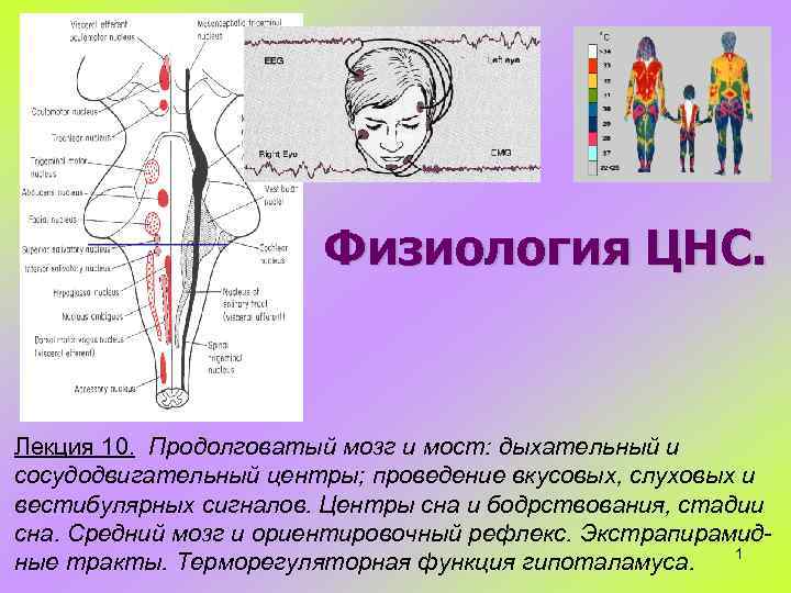 Физиология ЦНС. Лекция 10. Продолговатый мозг и мост: дыхательный и сосудодвигательный центры; проведение вкусовых,