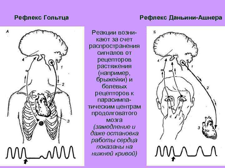 Кутано моторные рефлексы