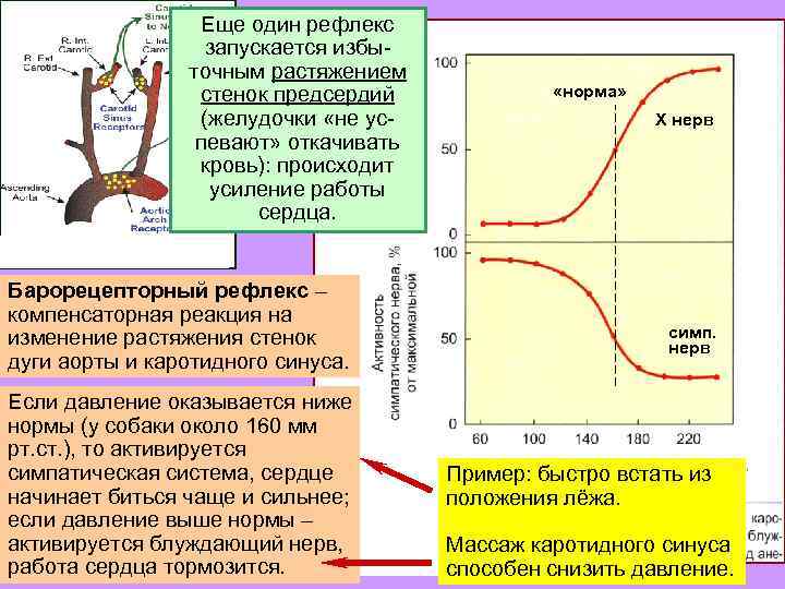 Вставь пропущенные термины на схеме регуляция слюноотделения