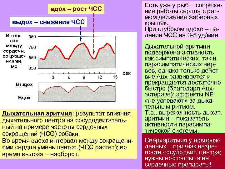 Есть уже у рыб – сопряжение работы сердца с ритмом движения жаберных крышек. При
