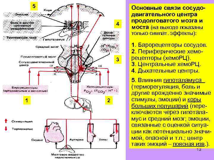 5 4 Основные связи сосудодвигательного центра продолговатого мозга и моста (на выходе показаны только