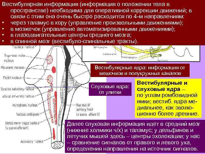 Вестибулярная информация (информация о положении тела в пространстве) необходима для оперативной коррекции движений; в