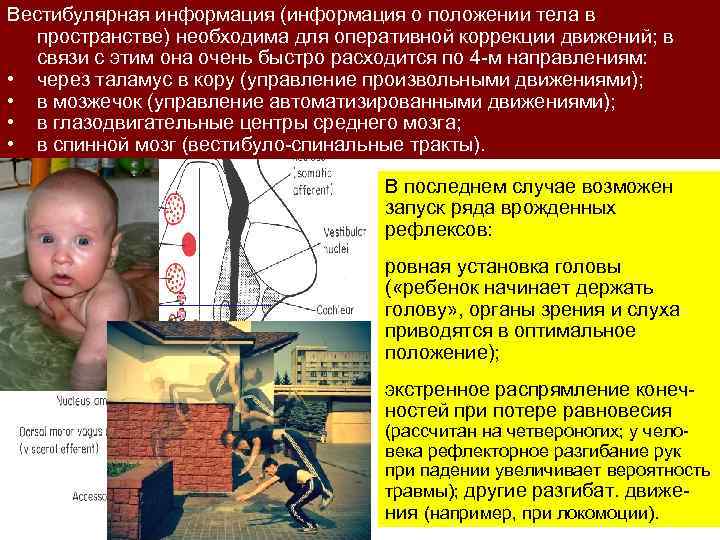 Вестибулярная информация (информация о положении тела в пространстве) необходима для оперативной коррекции движений; в