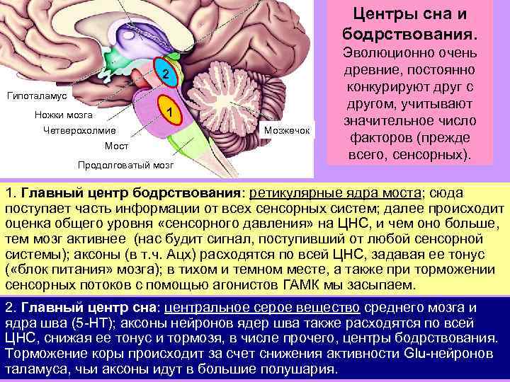Центры сна и бодрствования. 2 Гипоталамус 1 Ножки мозга Четверохолмие Мост Продолговатый мозг Мозжечок