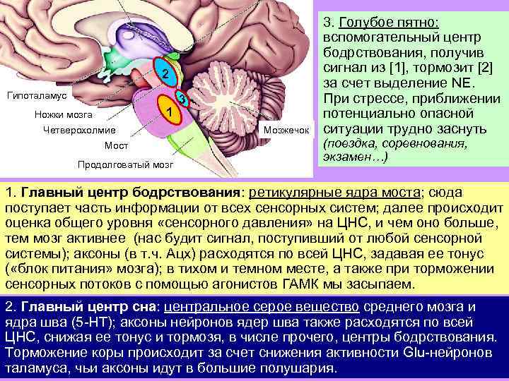 2 Гипоталамус 1 Ножки мозга Четверохолмие Мост Продолговатый мозг 3 Мозжечок 3. Голубое пятно: