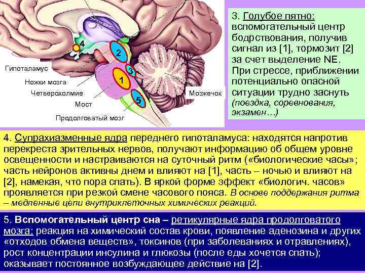 4 2 Гипоталамус 1 Ножки мозга Четверохолмие Мост Продолговатый мозг 3 5 Мозжечок 3.