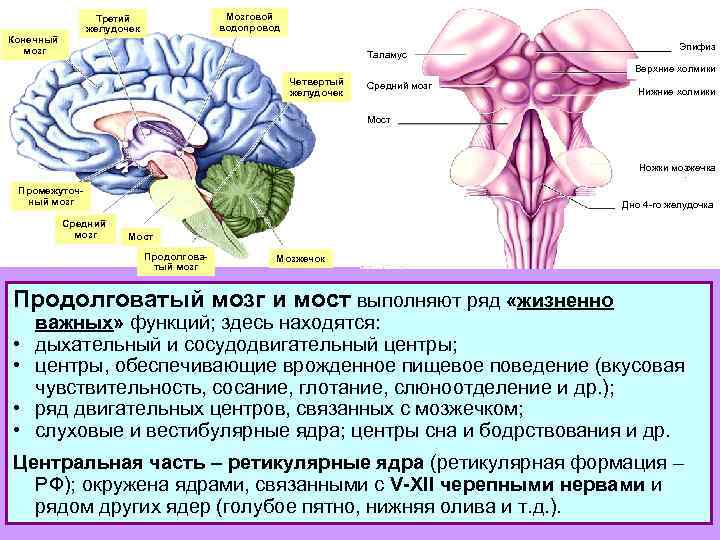 Ядра продолговатого мозга схема