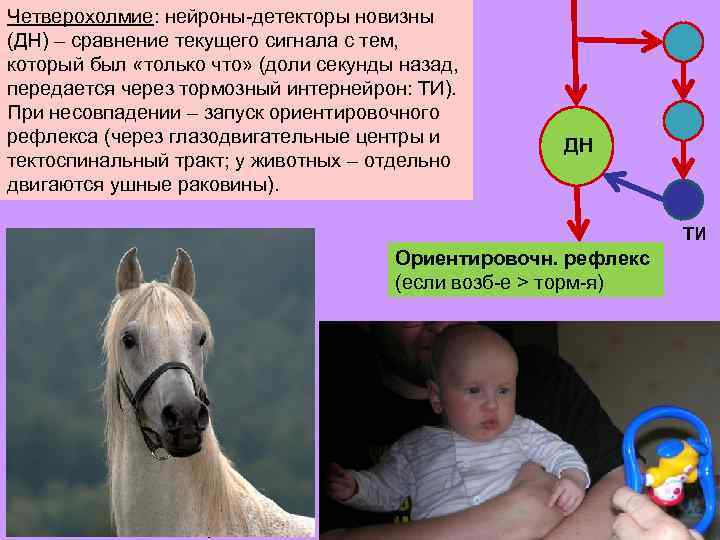 Ориентировочный рефлекс компоненты. Ориентировочный рефлекс. Нейроны детекторы. Зрительный Ориентировочный рефлекс. Ориентировочный рефлекс на звук.