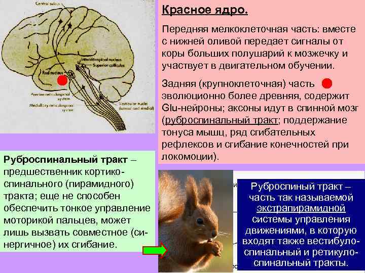 Красное ядро. Передняя мелкоклеточная часть: вместе с нижней оливой передает сигналы от коры больших