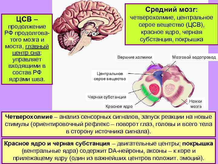 Физиология сна картинки