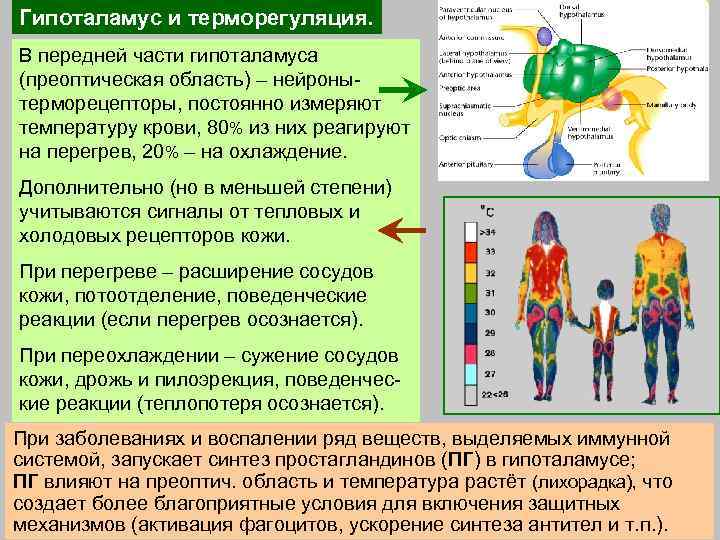 Гипоталамус и терморегуляция. В передней части гипоталамуса (преоптическая область) – нейронытерморецепторы, постоянно измеряют температуру