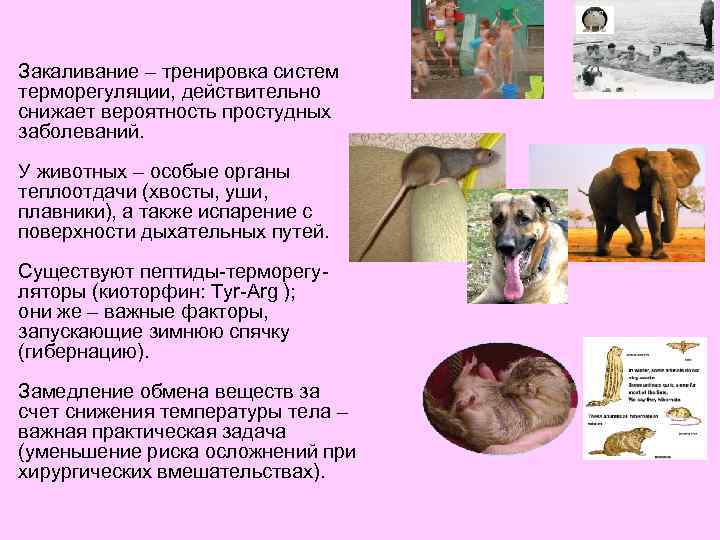 Закаливание – тренировка систем терморегуляции, действительно снижает вероятность простудных заболеваний. У животных – особые