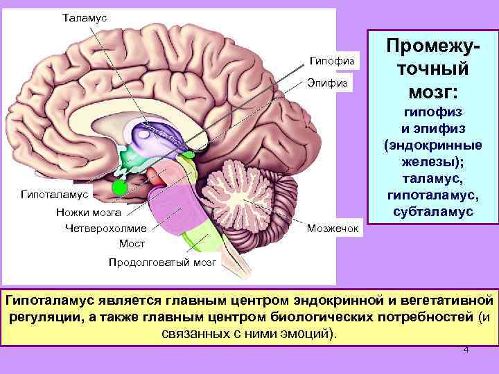 Где находится гипофиз фото