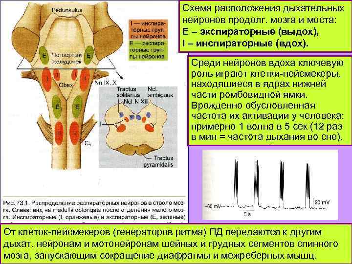 Схема расположения дыхательных нейронов продолг. мозга и моста: Е – экспираторные (выдох), I –