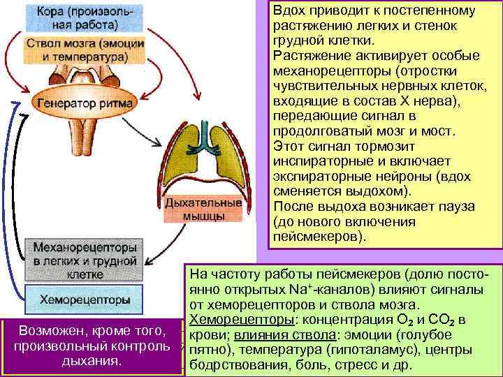 Вдох приводит к постепенному растяжению легких и стенок грудной клетки. Растяжение активирует особые механорецепторы