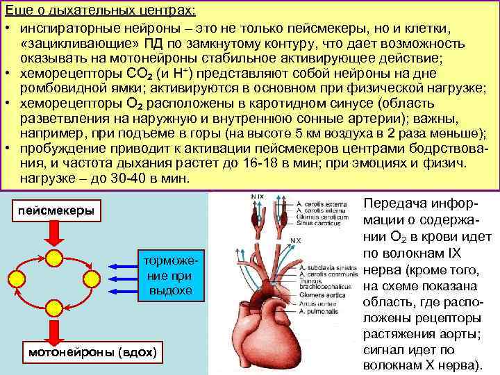 Еще о дыхательных центрах: • инспираторные нейроны – это не только пейсмекеры, но и