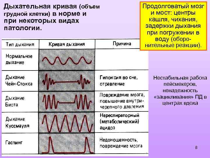 Дыхательная кривая (объем грудной клетки) в норме и при некоторых видах патологии. Продолговатый мозг